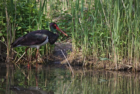 Cicogna nera